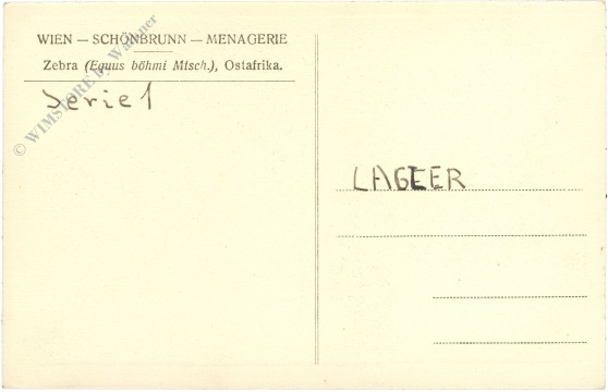 wien 13, schönbrunn, menagerie, zebra