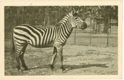 wien 13, schönbrunn, menagerie, zebra