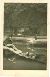 wien 13, schönbrunn, menagerie, seehund