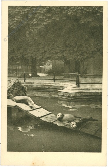 wien 13, schönbrunn, menagerie, seehund wien 13, schönbrunn, menagerie, seehund