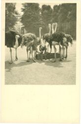 wien 13, schönbrunn, menagerie, senegalstrauß