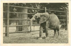 wien 13, schönbrunn, menagerie, afrikanischer elefant