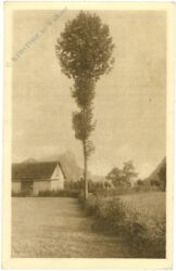 baum vor einem hof