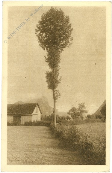 baum vor einem hof