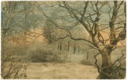 verwunschener wald