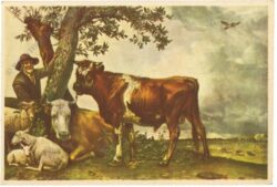 potter, paulus: der junge stier