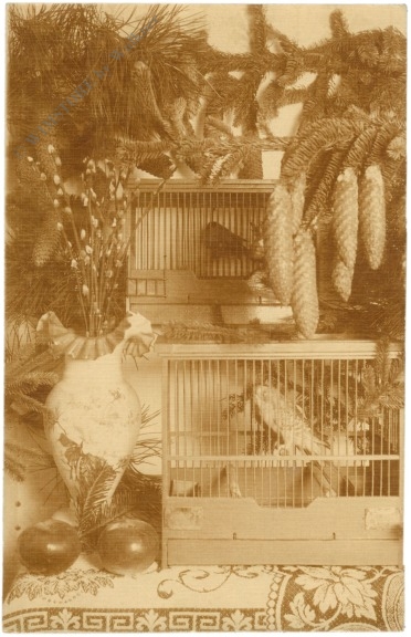 zwei vogelkäfige