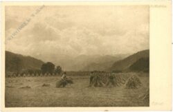 machlip, e.: ernte machlip, e.: ernte