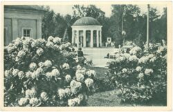 franzensbad, blühende rhododendron mit blick auf die franzensquelle