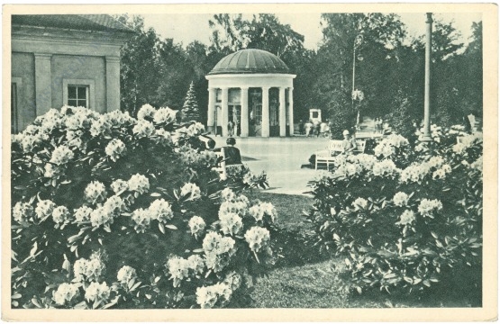 franzensbad, blühende rhododendron mit blick auf die franzensquelle