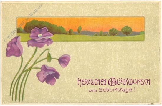 geburtstag: violetter mohn