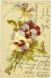 geburtstag: stiefmütterchen