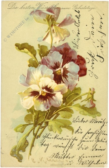 geburtstag: stiefmütterchen