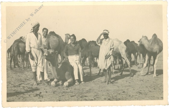 oase gabes, ansicht oase gabes, ansicht