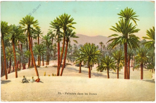dans le sud, palmiers