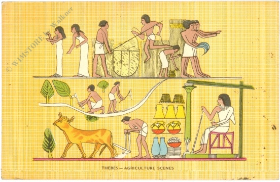 thebes, agribulture scenes