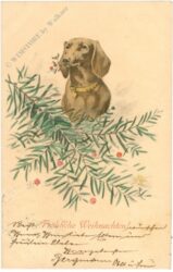 weihnachten: hund mit zweigen