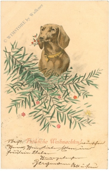 weihnachten: hund mit zweigen