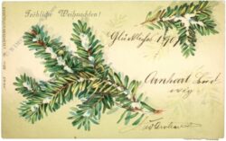 weihnachten: tannenzweige