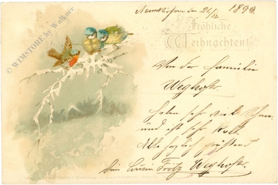 weihnachten: vögel auf einem zweig