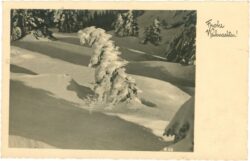 weihnachten: eingeschneite tanne