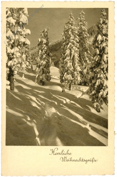 weihnachten: verschneiter wald