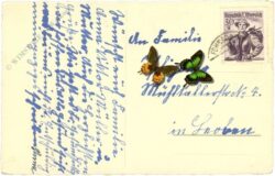 weihnachten: verschneiter wald