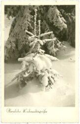 weihnachten: verschneite tanne