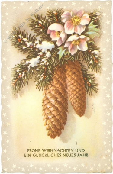 weihnachten: christrose mit zapfen