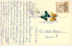 weihnachten: heilige familie