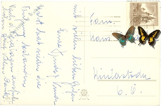 weihnachten: kinder holen den baum