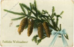 weihnachten: zweige mit zapfen