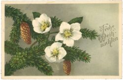 weihnachten: christrose mit zweigen