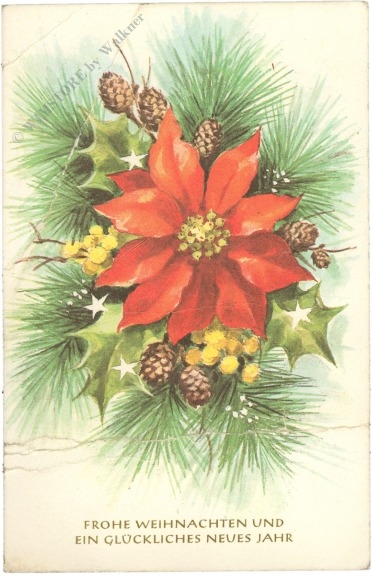 weihnachten: weihnachtsstern