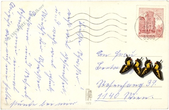 weihnachten: weihnachtsstern