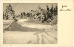 weihnachten: verschneiter wald