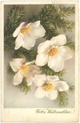 weihnachten: christrosenblüten mit zweigen