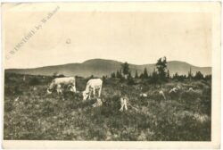 sumava roklan, ansicht