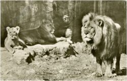 hamburg, tierpark carl hagenbeck, löwenschlucht