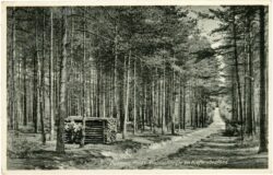 dübener heide, waldschneiße im kiefernbestand