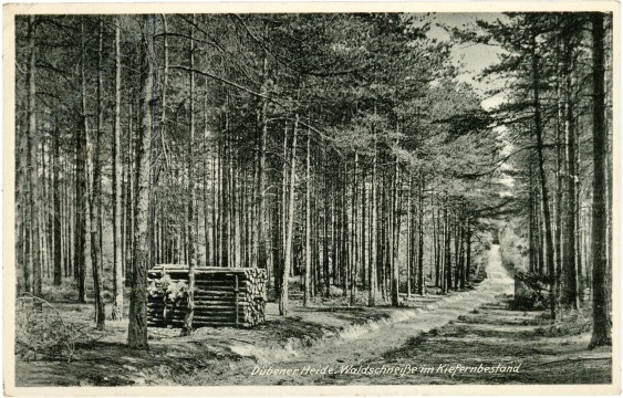 dübener heide, waldschneiße im kiefernbestand dübener heide, waldschneiße im kiefernbestand