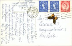 manchester, old shambles