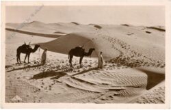 tunis, kamele in der wüste