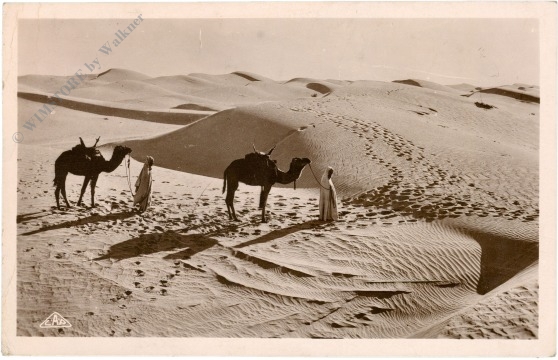 tunis, kamele in der wüste tunis, kamele in der wüste