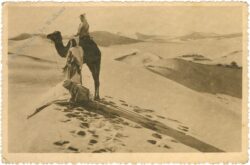 tunis, kamel in der wüste