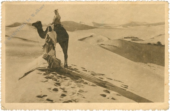 tunis, kamel in der wüste tunis, kamel in der wüste