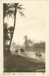 marrakesch, palmen