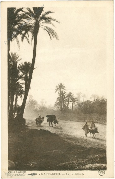 marrakesch, palmen