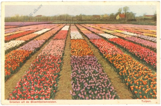 holland, grüße vom blumenfeld, tulpen