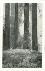 kalifornien, hendy grove